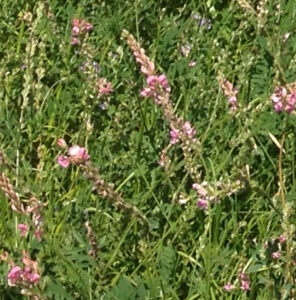 mixed-species sanfoin pasture forage