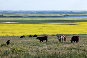 beef cattle and crops go well together