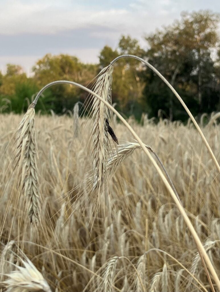 Mature rye infested with ergot