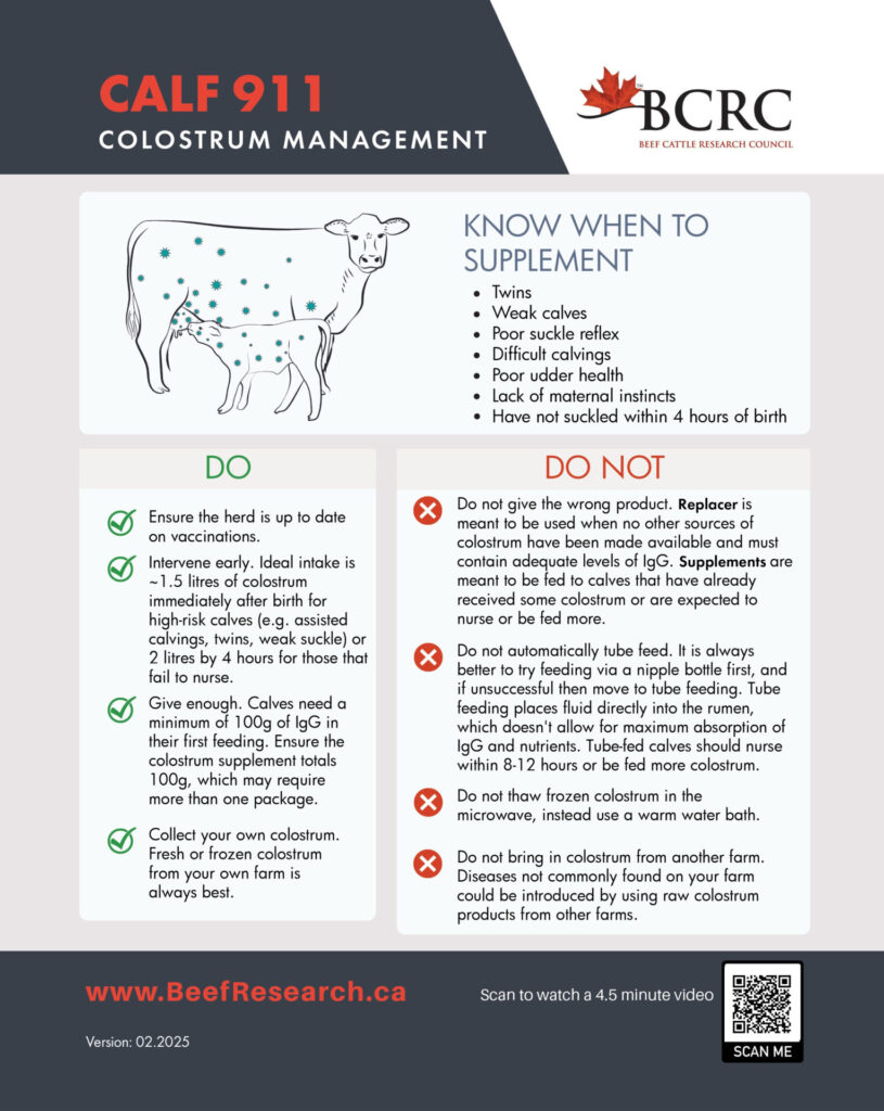 colostrum management