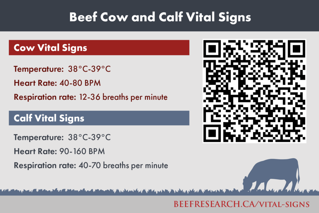 Beef cow and calf vital signs