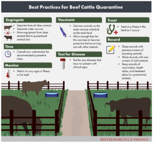 quarantine pen best practices for beef cattle