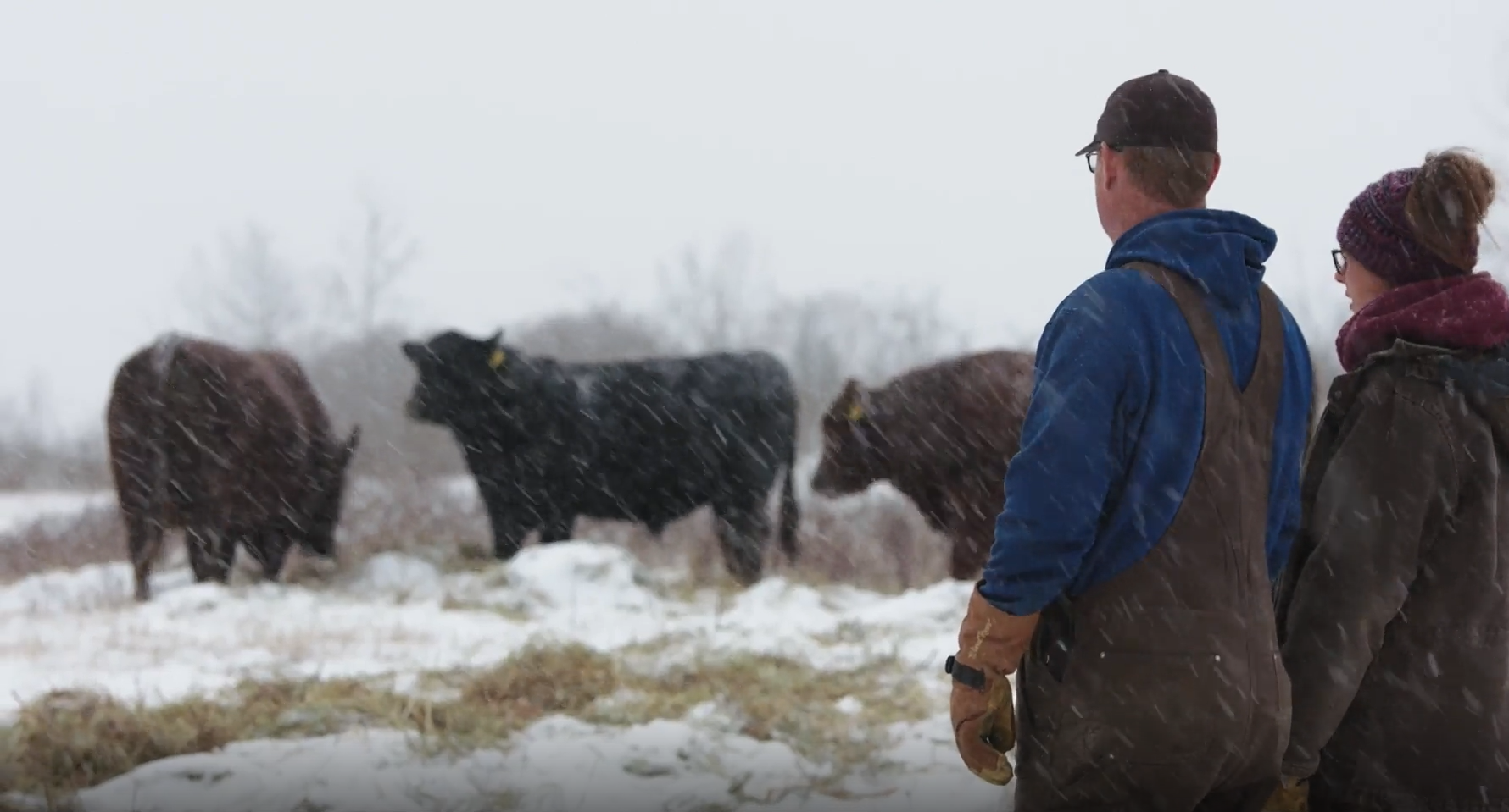 beef cattle producers look at beef bulls