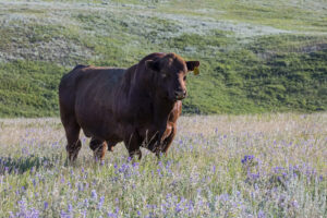 red beef bull in pasture