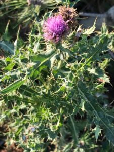 Canada thistle