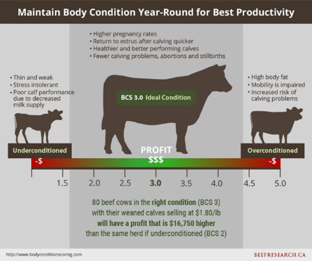 body condition pictograph