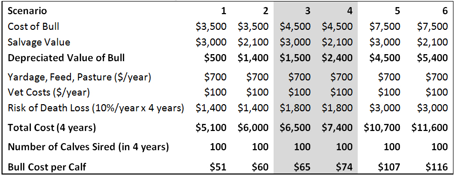 bull cost per calf scenario