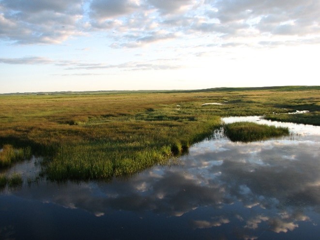 Wetland