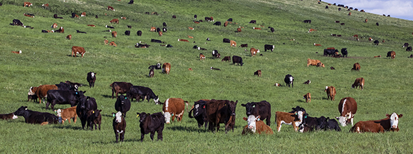 right size cow herd grazing green grass on a hill