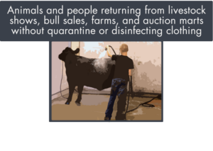 animals and people returning from livestock shows without quarantine or disinfecting pose a biosecurity risk to cattle herds
