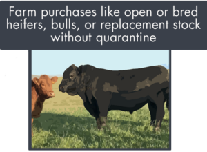 purchased stock like open or bred heifers bulls or replacement stock without quarantine can open a herd to disease
