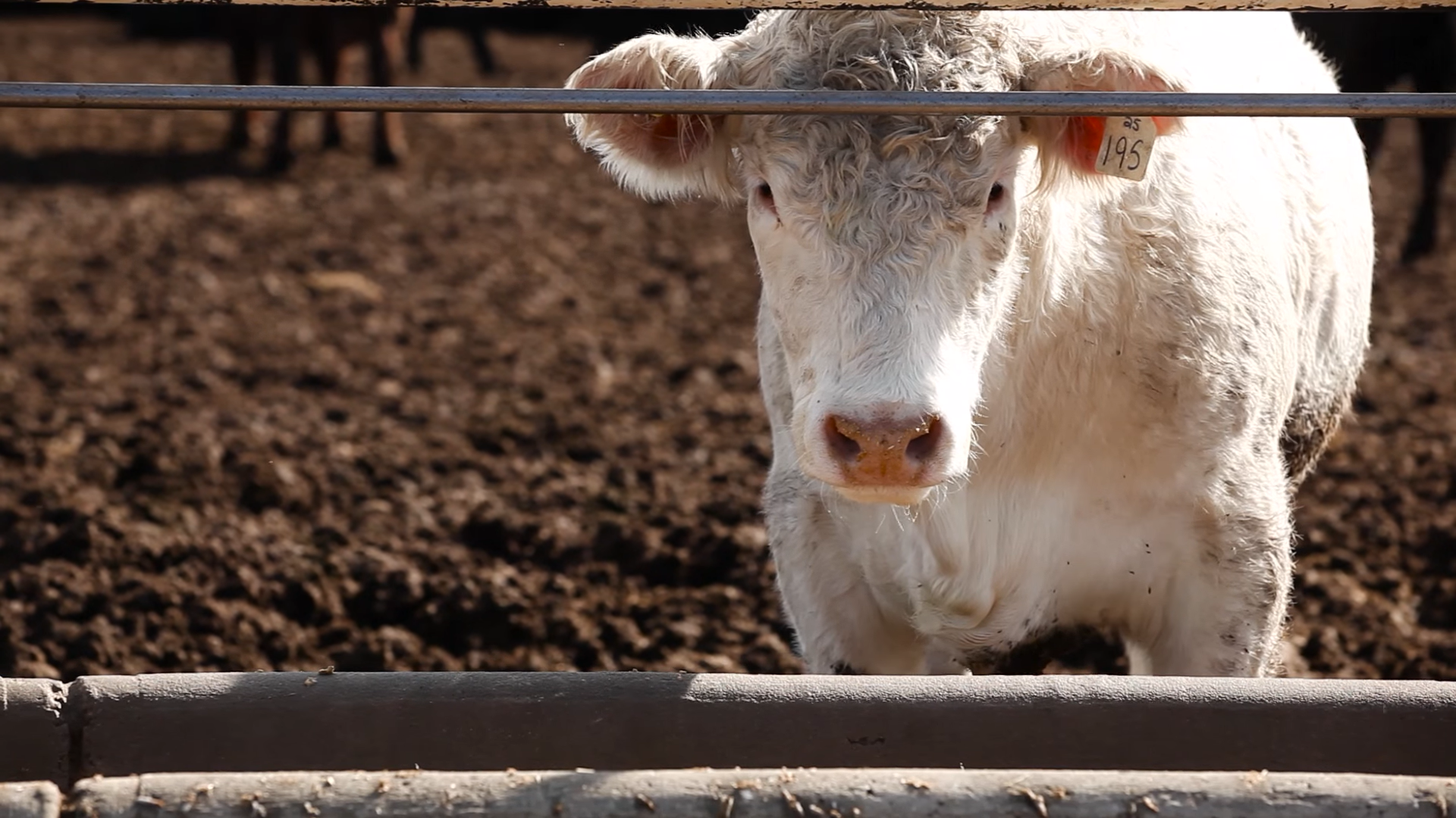 white steer in feedlot
