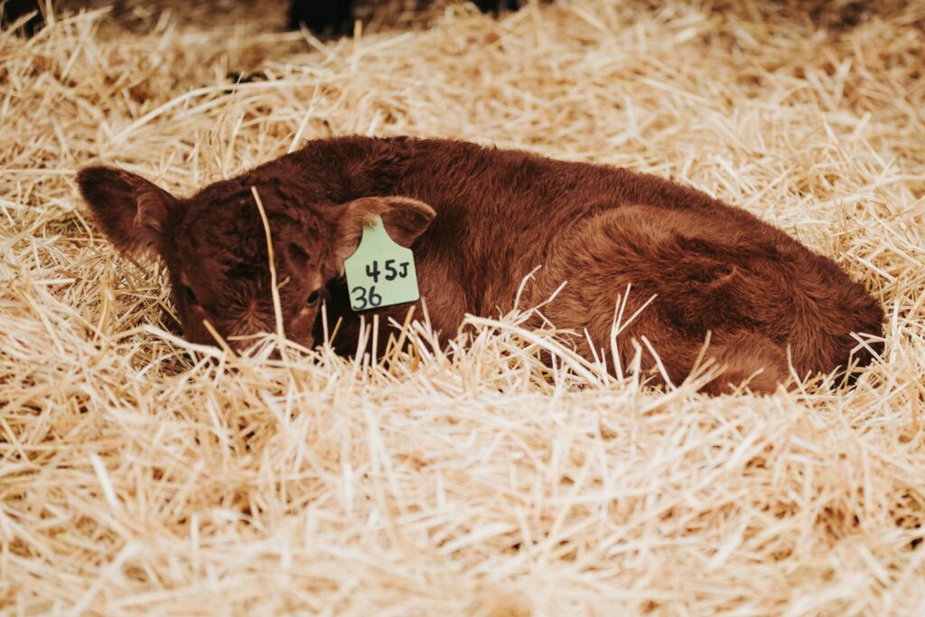 young calf lying in straw bedding