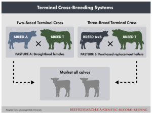 terminal cross breeding graphic