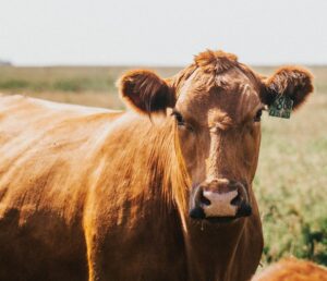 red cow in dry conditions