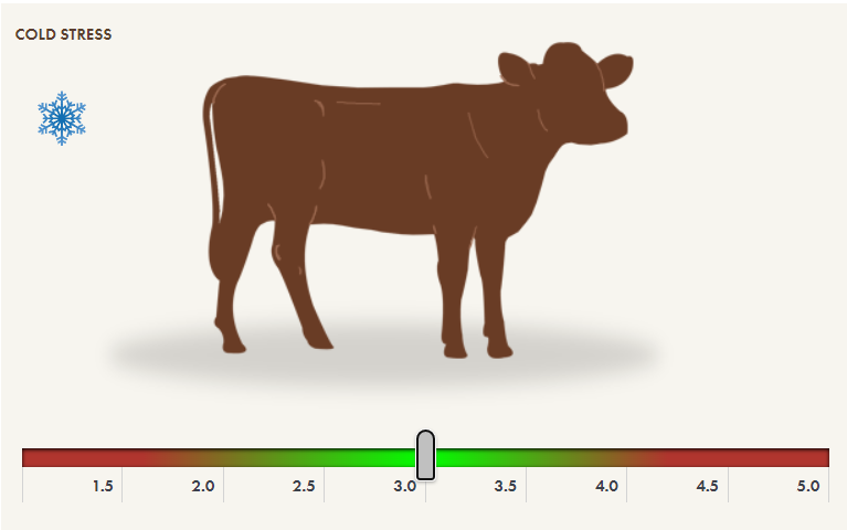 body condition scoring of a beef cow in winter