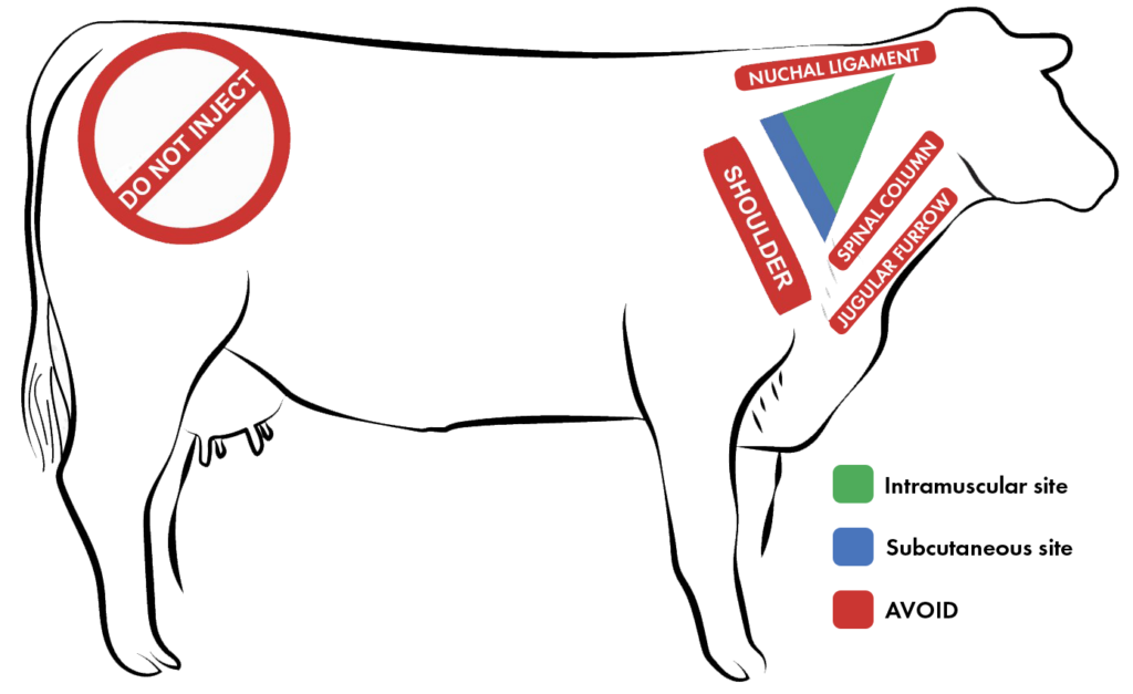 beef cattle injection safe zone for vaccinations and medication