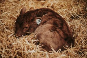 newborn red calf in straw