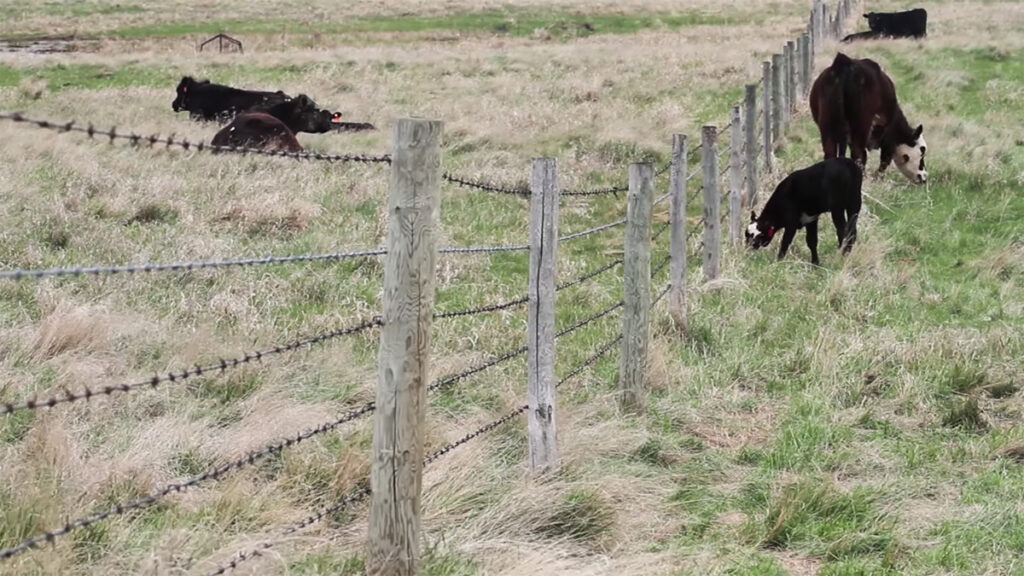 beef cattle on spring pastures