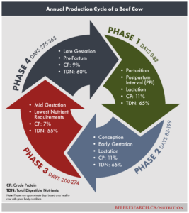 beef cow production cycle