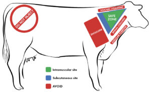 cattle injection zones