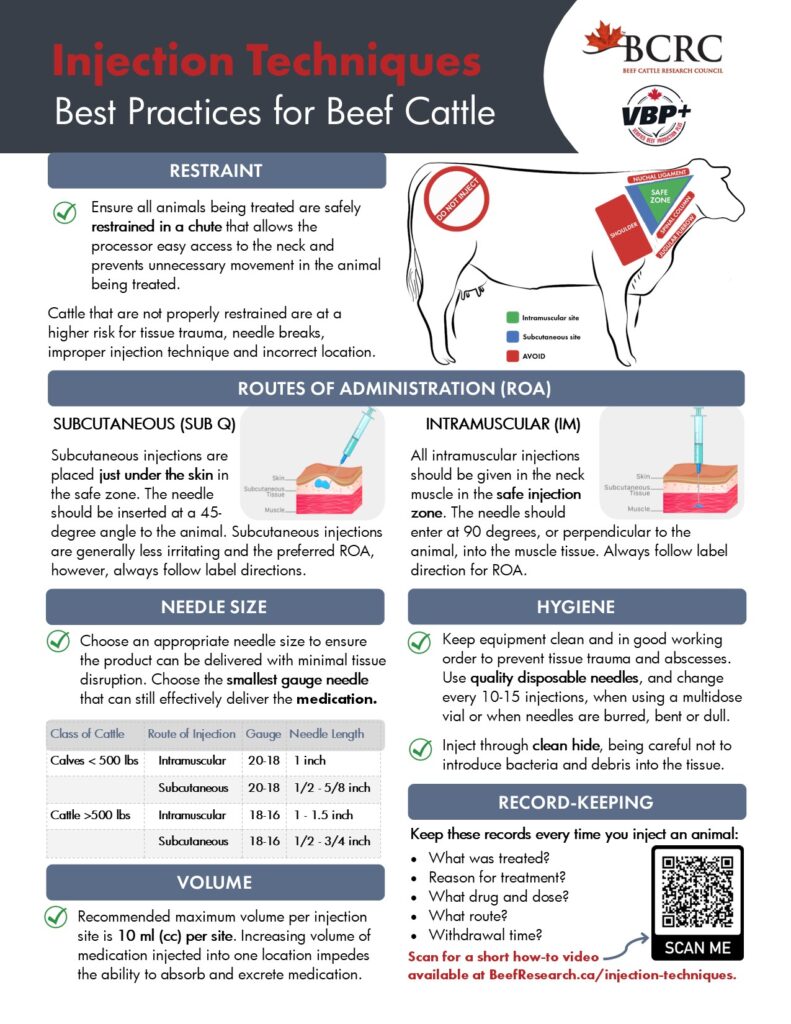 injection techniques best practices for beef cattle producers