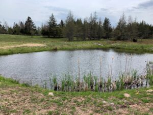 stock water pond