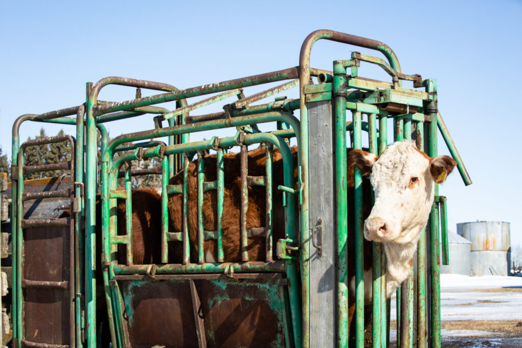 white faced beef cow in chute