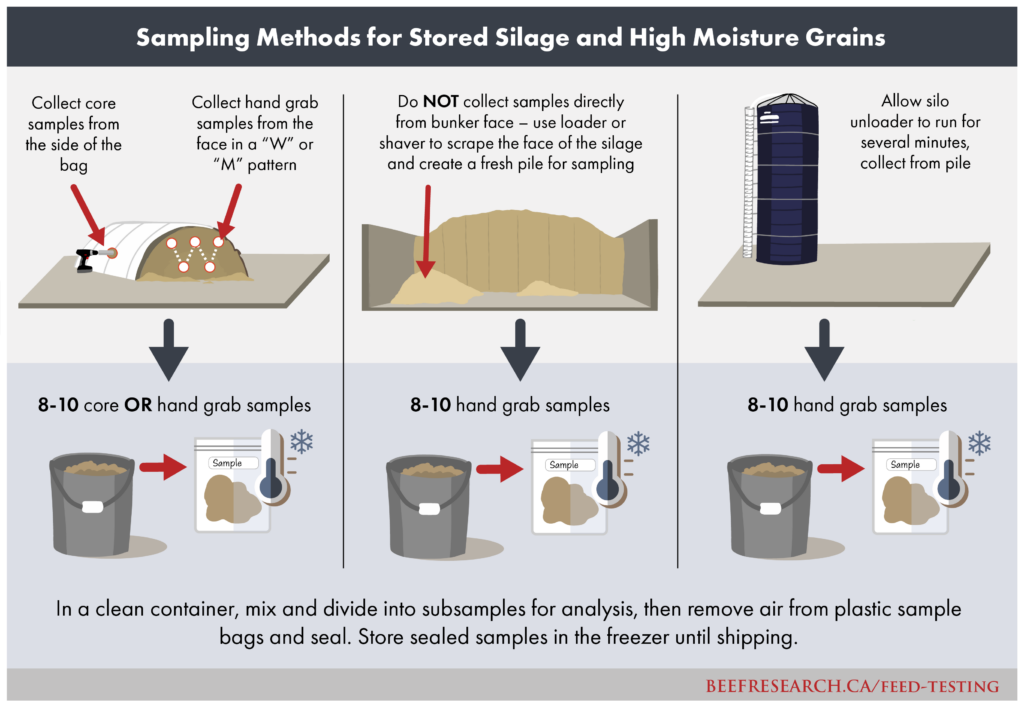 sampling methods for stored silage and high moisture grains