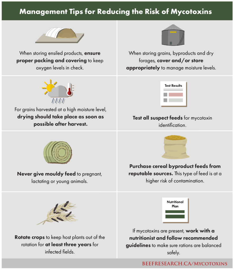 management tips for reducing the risk of mycotoxins in beef cattle feed