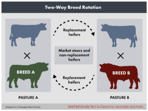 two-way crossbreeding rotation