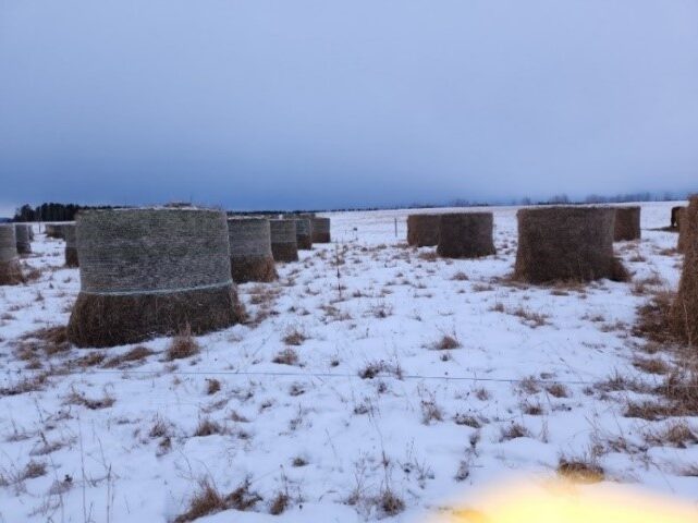 bale grazing in central Alberta