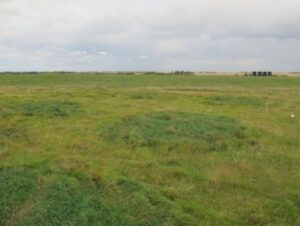 bale grazing paddocks