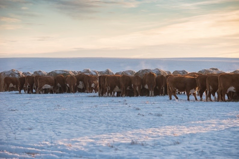 bale grazing beef cattle in the winter