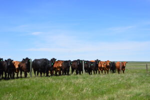 mixed beef herd of bulls and heifers behind a fence