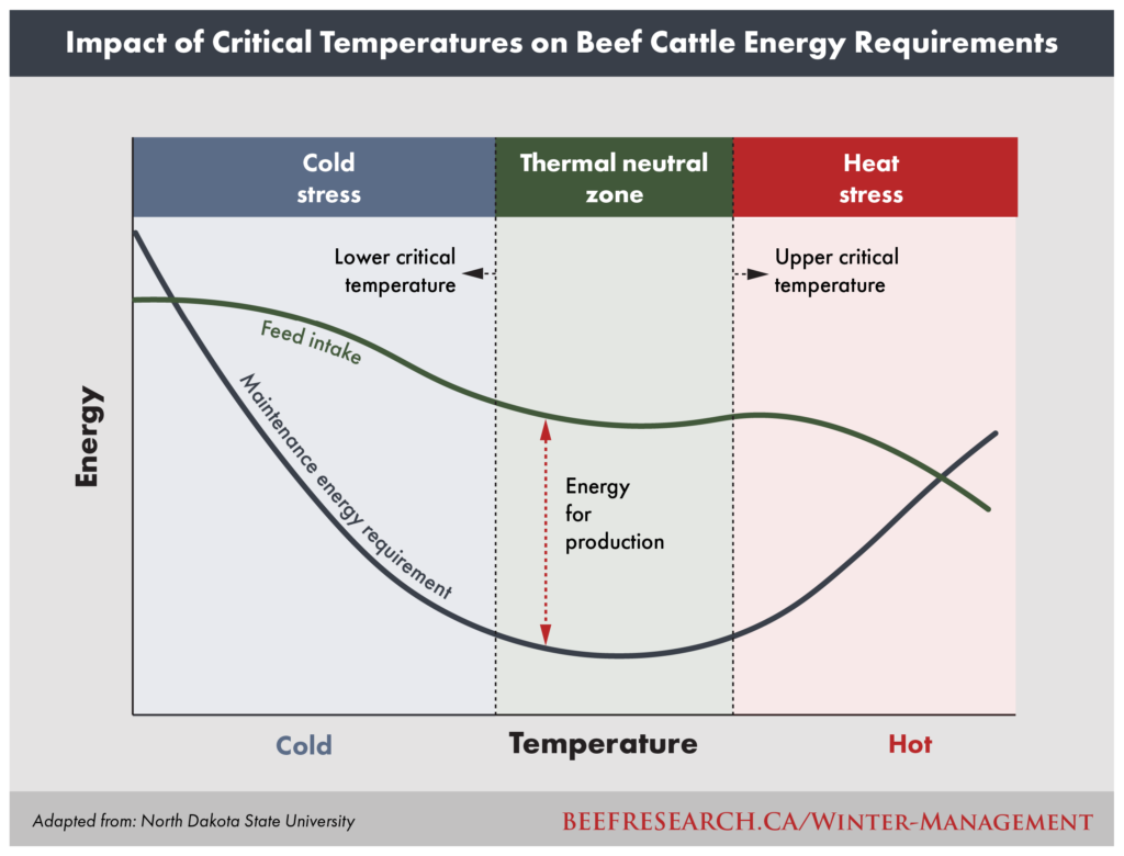 impact of critical temperatures on beef cattle energy requirements