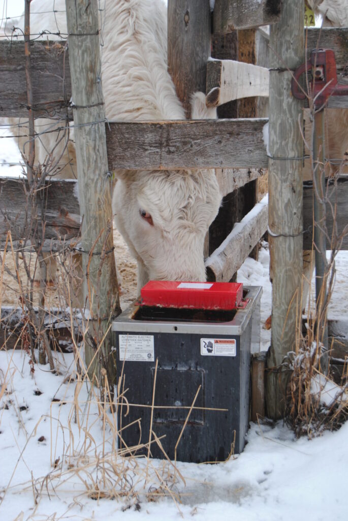 cow drinking from a water system in winter