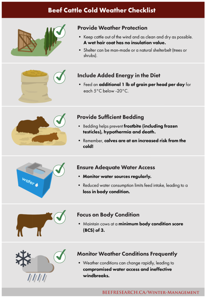 beef cattle cold weather checklists