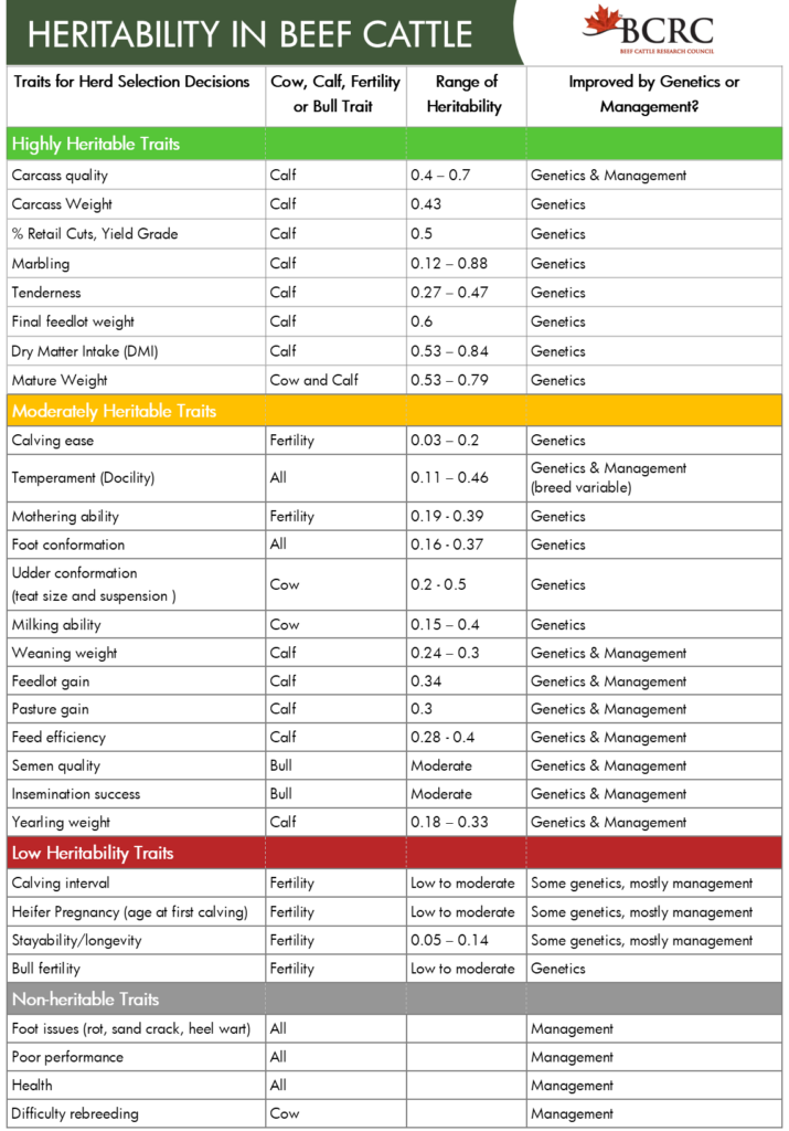 heritability in beef cattle