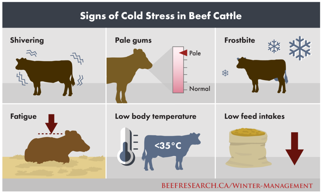 signs of cold stress in beef cattle