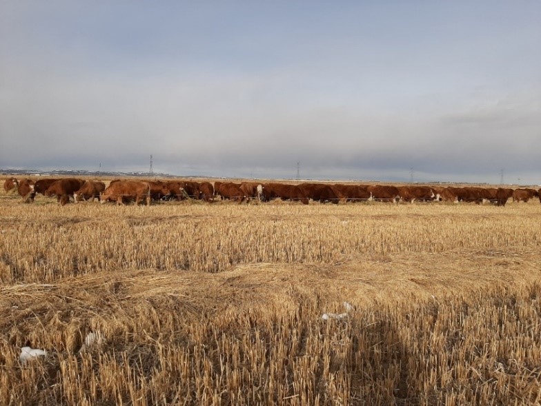 swath grazing beef cattle in Alberta