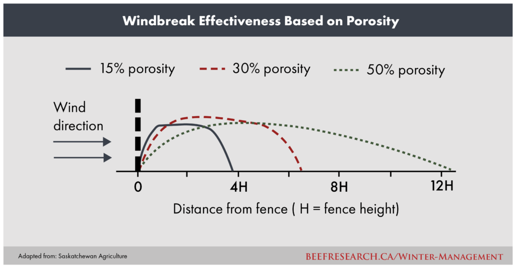 beef cattle windbreak effectiveness based on porosity