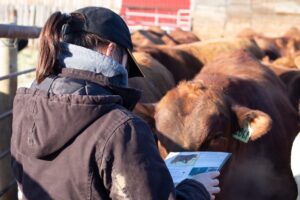 beef cattle producer looks at bull sales catalog