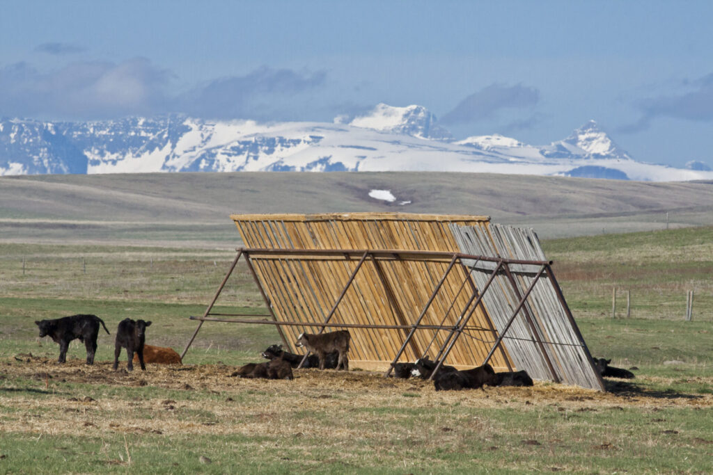 beef calves shelter behind a man-made windbreak