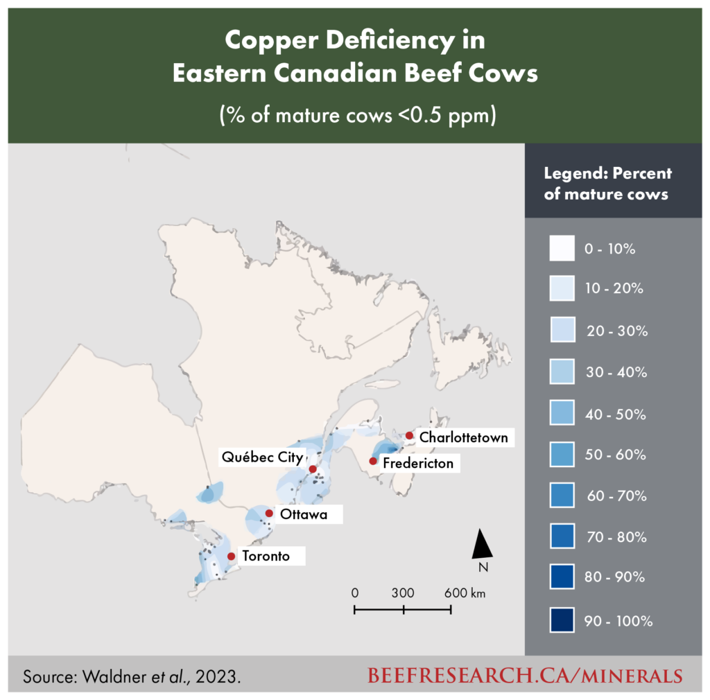 copper deficiency in eastern canadian beef cows