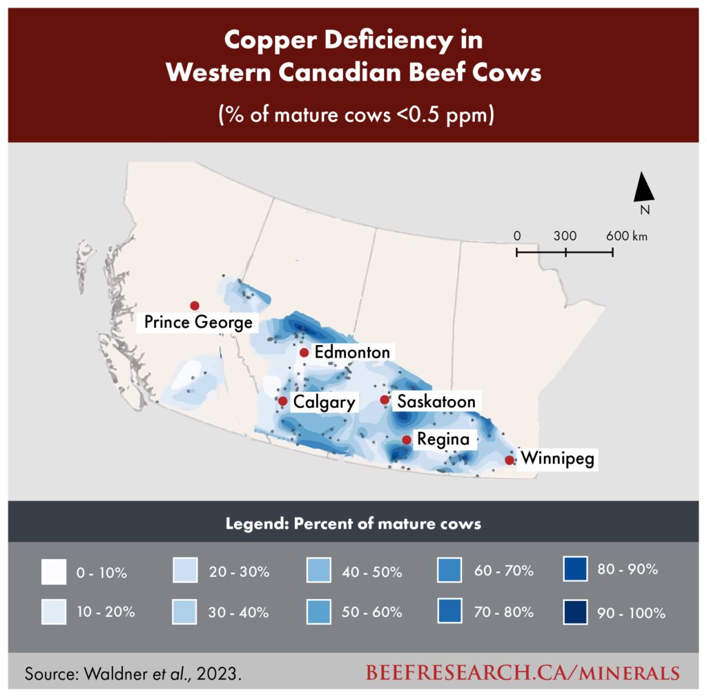 copper deficiency in western canadian beef cows