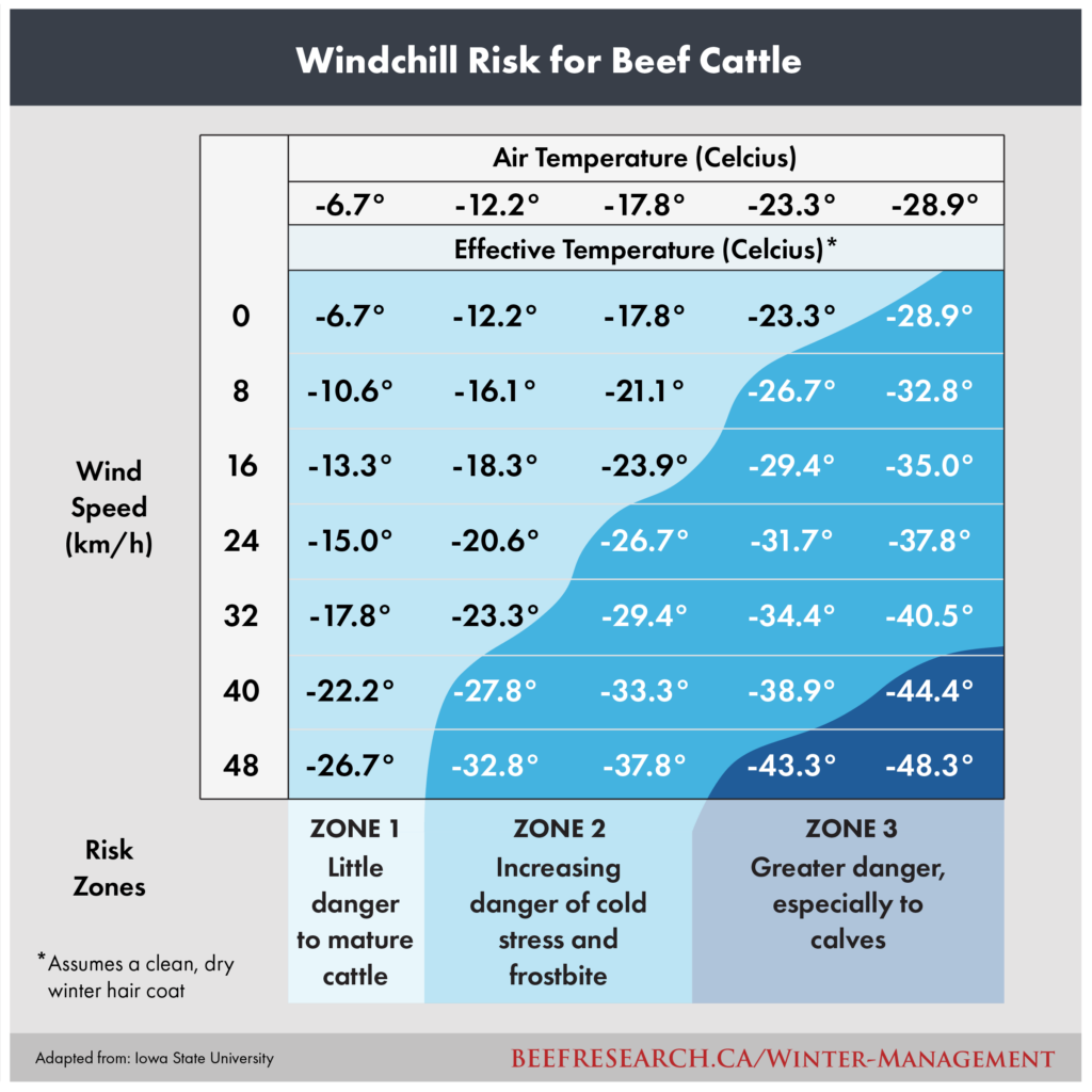 wind chill risk for beef cattle considering windspeed and air temperatures