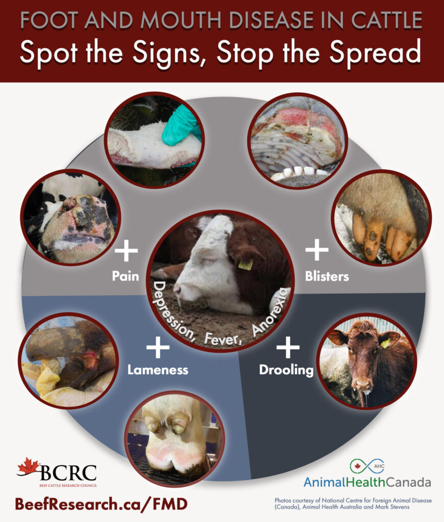 Foot and Mouth Disease clinical signs in beef cattle