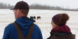 producers checking cattle in winter