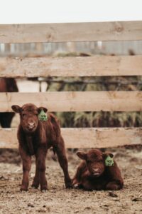 red calves with tags